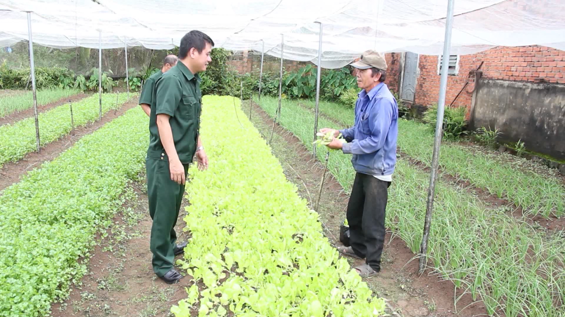Thăm, khoả sát mô hình trồng rau sạch của cựu chiến binh Nguyễn Văn Luật ấp Bạch Lâm 1